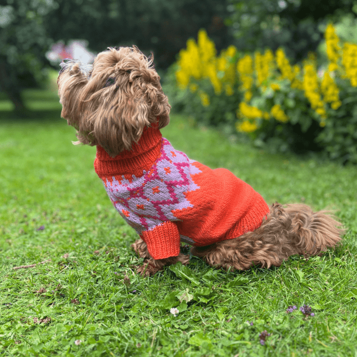 Bichon Havanais - Dog Sweater