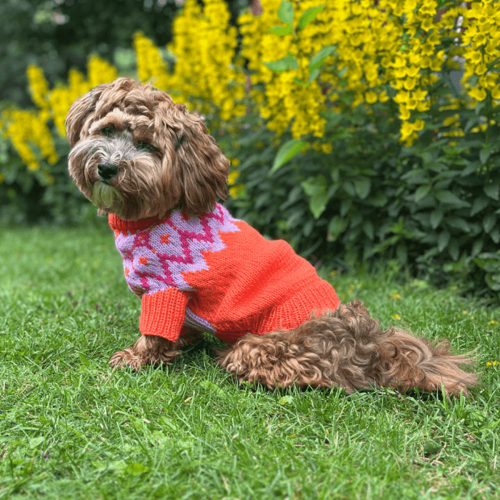 Bichon Havanais - Dog Sweater