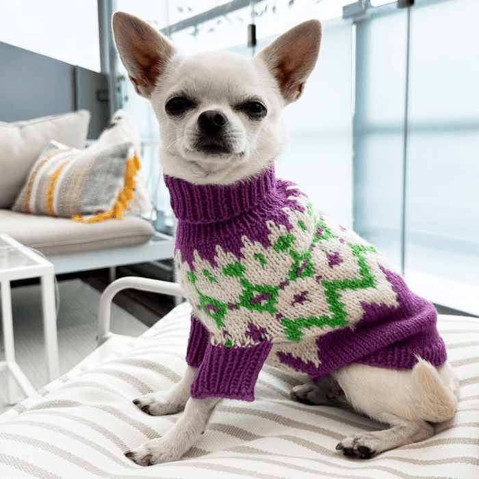 Chihuahua - Dog Sweater