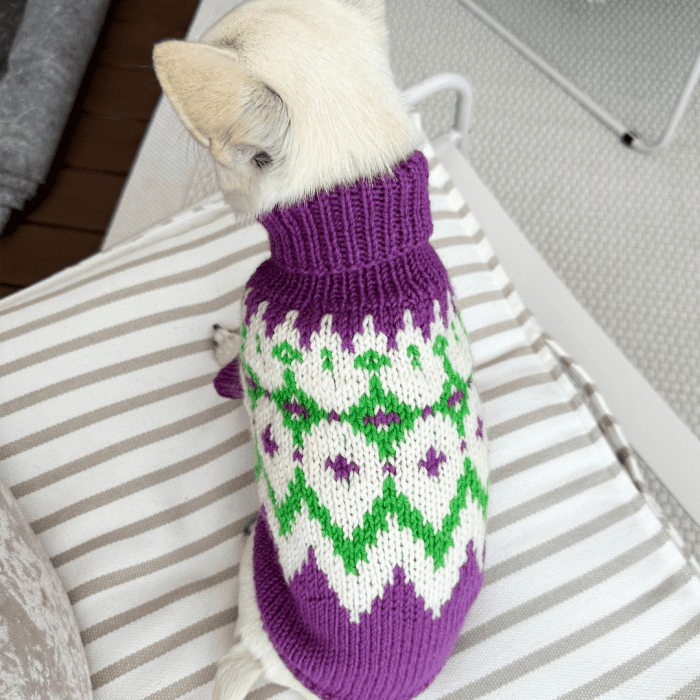 Chihuahua - Dog Sweater