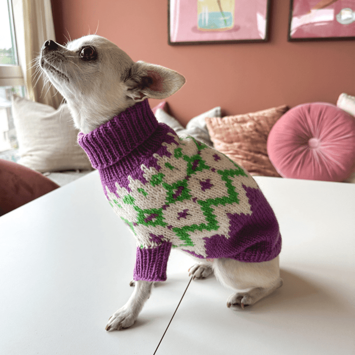 Chihuahua - Dog Sweater