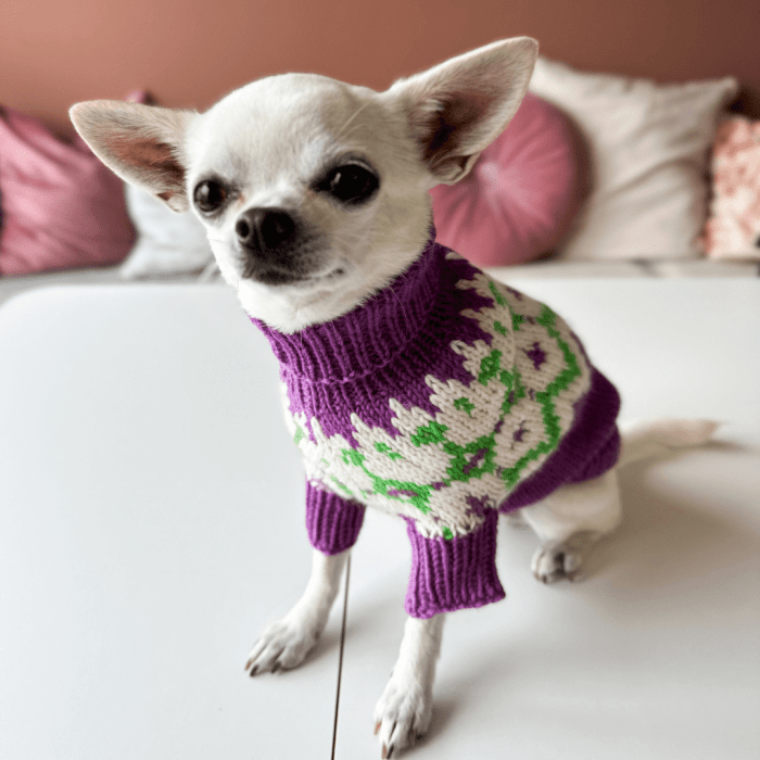 Chihuahua - Dog Sweater