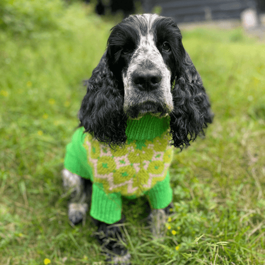 Cocker Spaniel - Dog Sweater