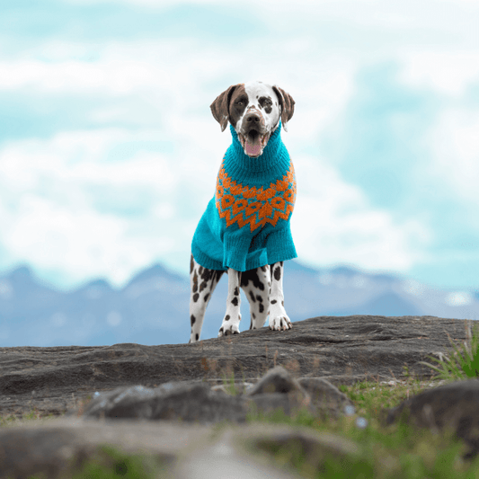 Dalmatian - Dog Sweater