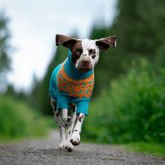 Dalmatian - Dog Sweater