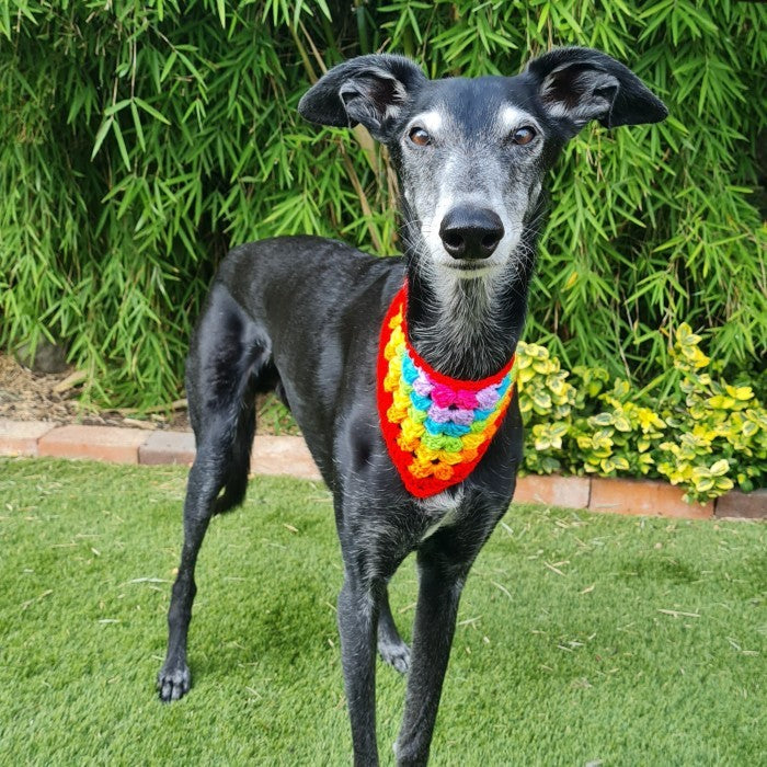 Dandy - Dog Bandana