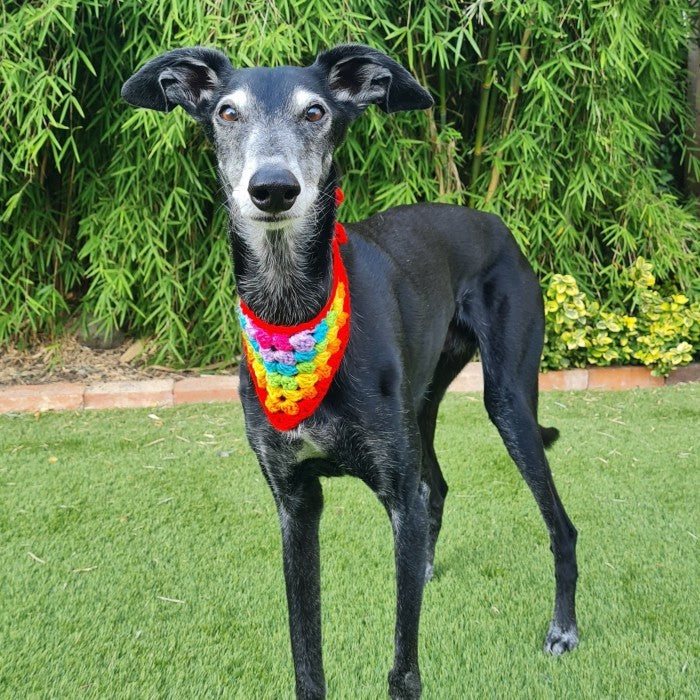 Dandy - Dog Bandana