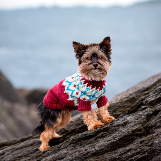 Yorkshire Terrier - Dog Sweater